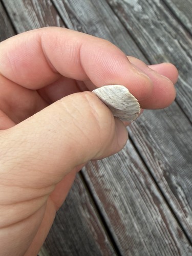 Hardin arrowhead missouri - hardin,