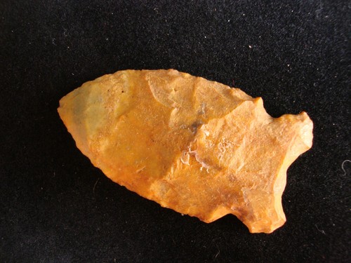 Golden osceola - 2,