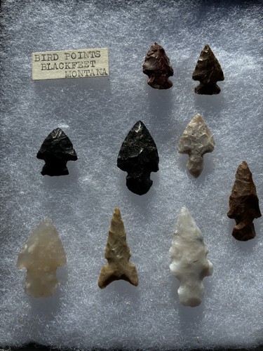 Bird points blackfeet montana - bird,