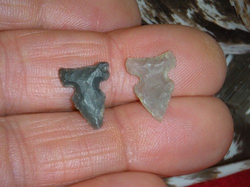 Bird points washita or reed - points,